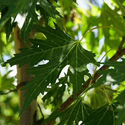 Acer saccharinum 'Laciniatum Wieri' (1)